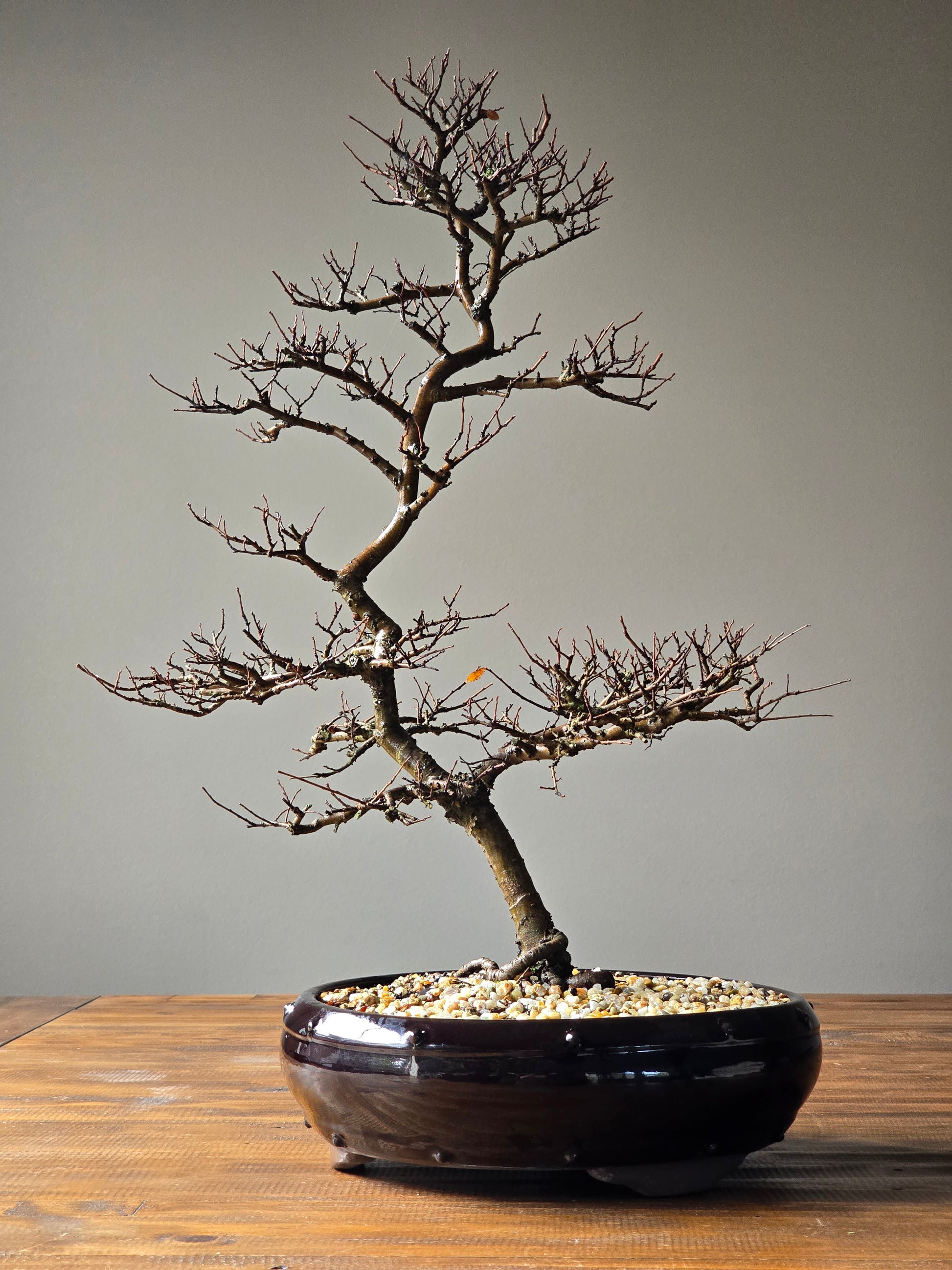 large chinese elm bonsai tree Large Chinese Elm Bonsai #003 – B for Bonsai