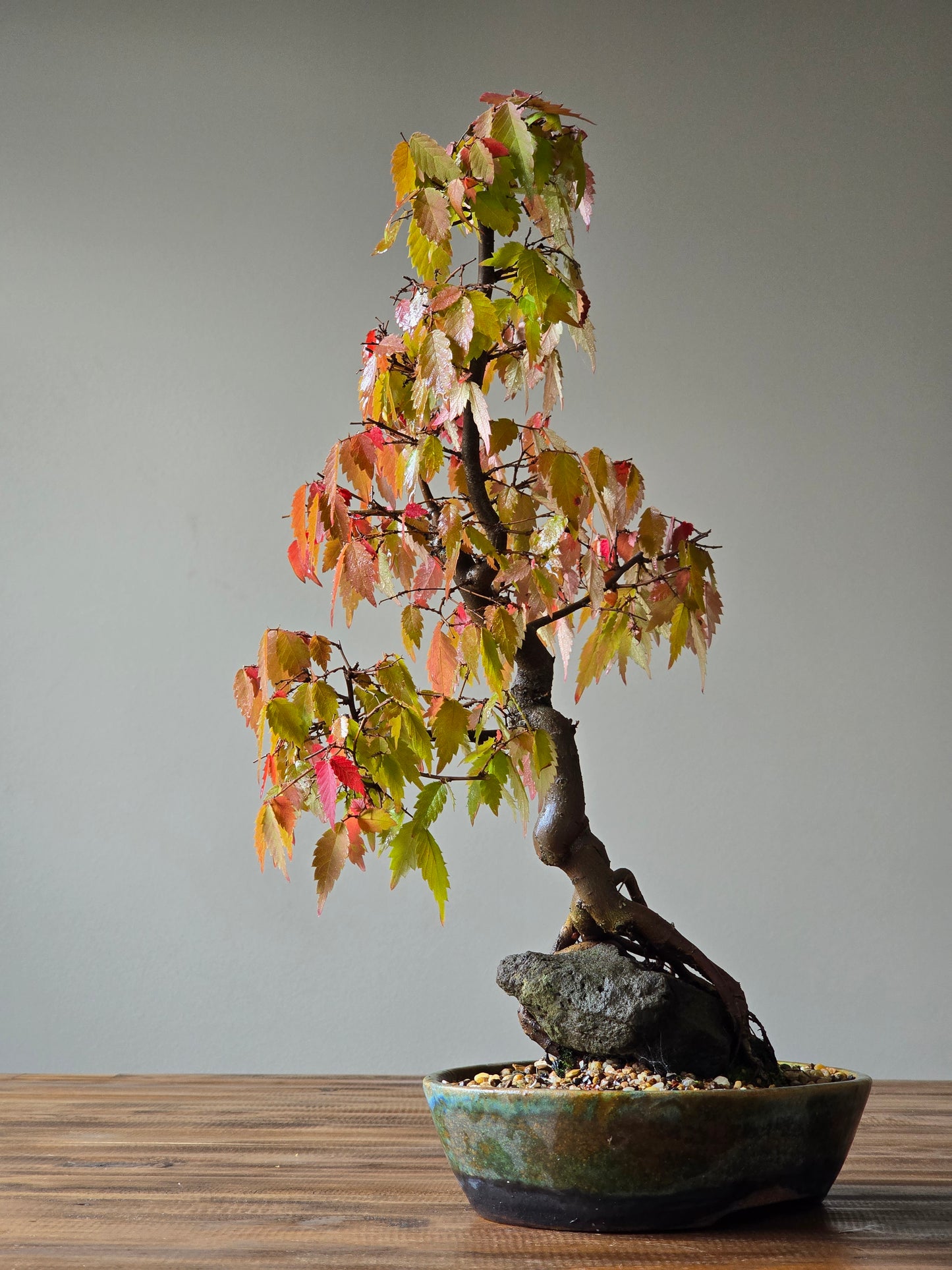 Root-Over-Rock Japanese Elm Bonsai, handmade pot