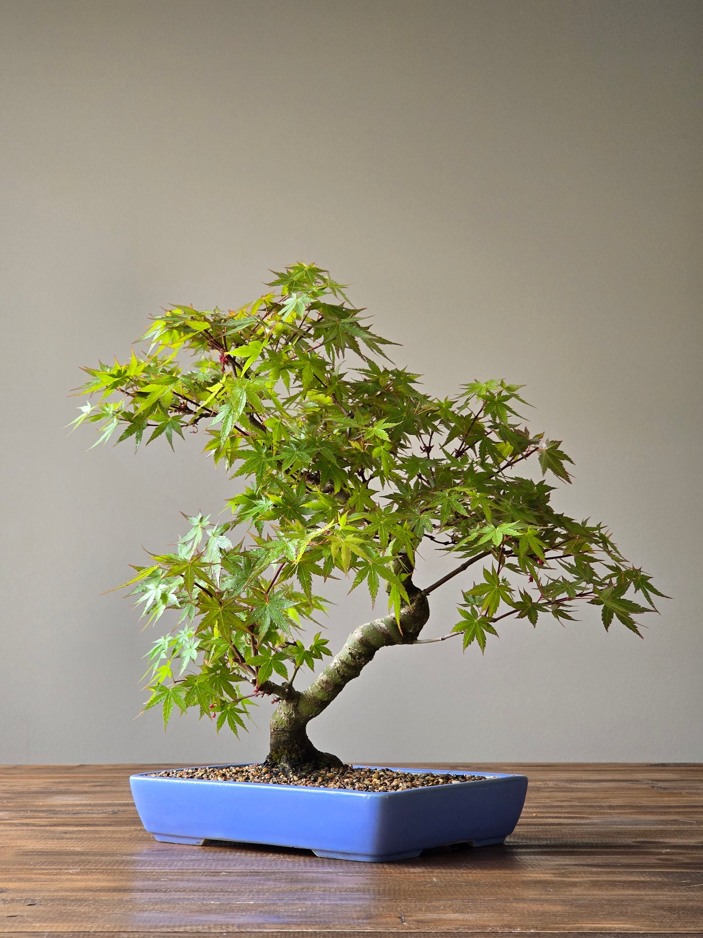 Advanced Japanese Maple Bonsai, Purple Shallow Pot (Lay-by Available)