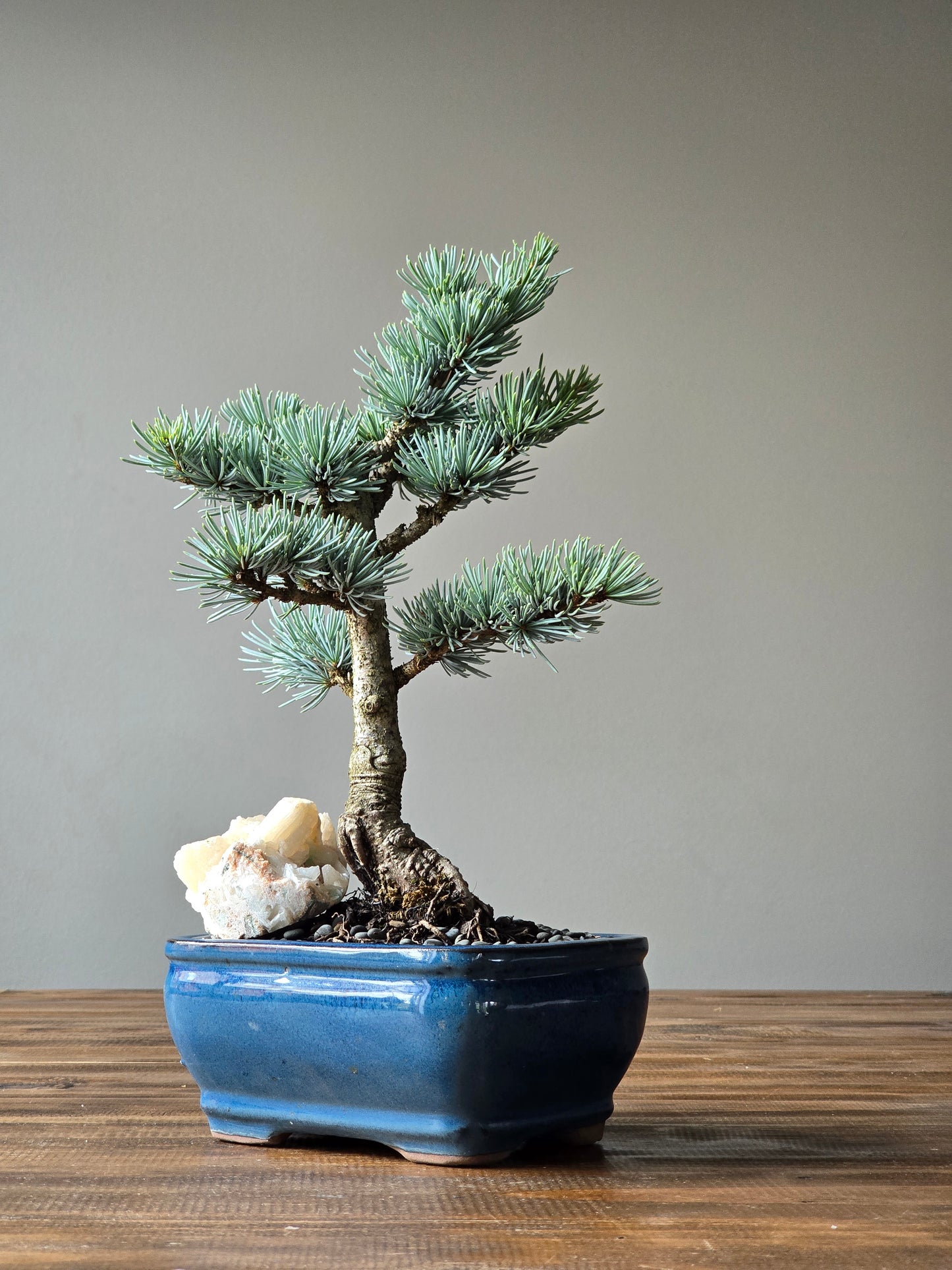 Atlantic Blue Cedar Bonsai
