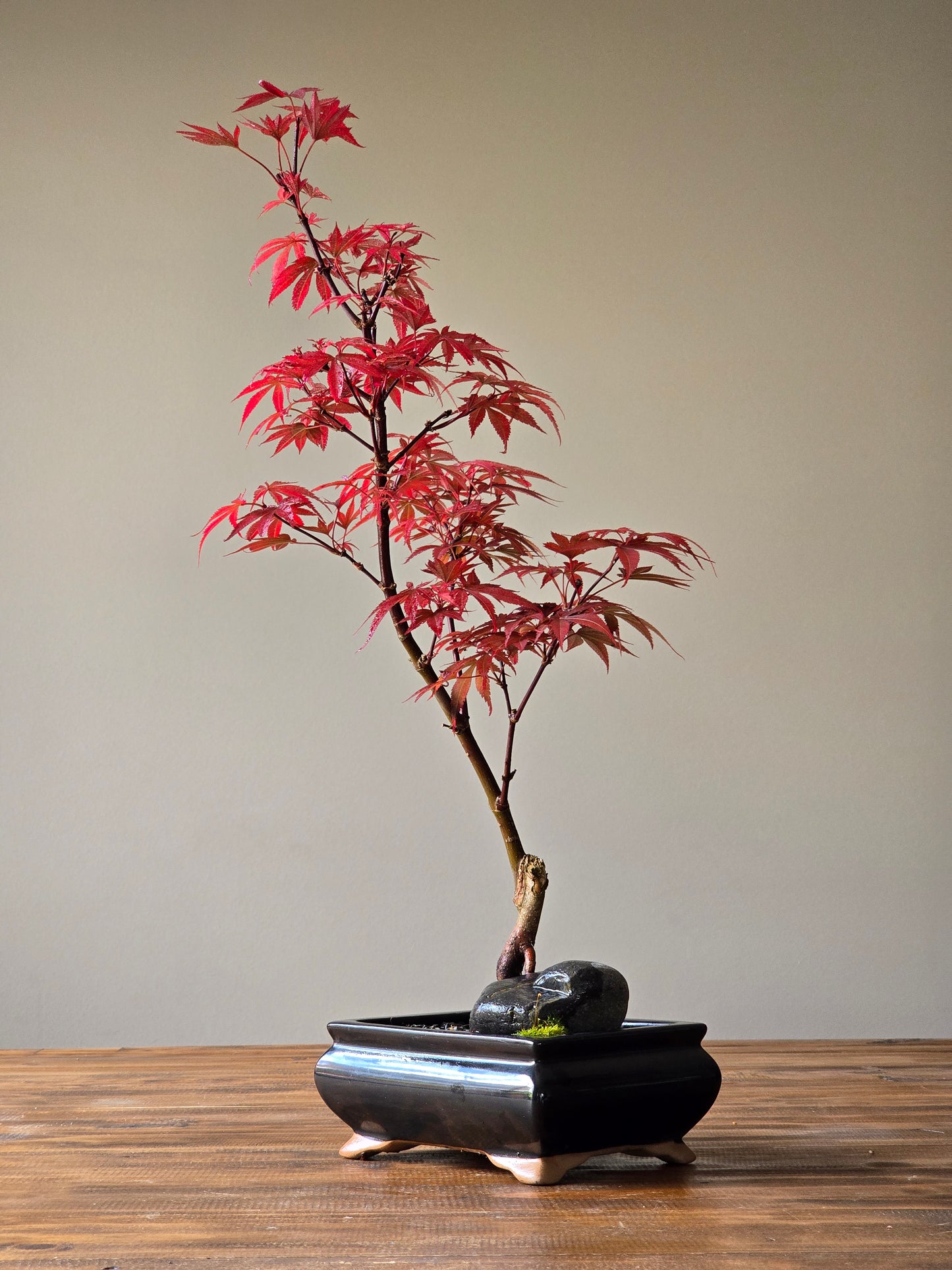 Skeeter's Broom Japanese Maple Bonsai