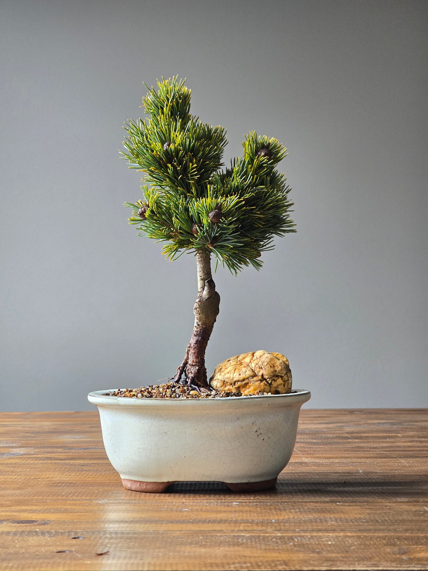 Japanese White Pine - Hagoromo #03