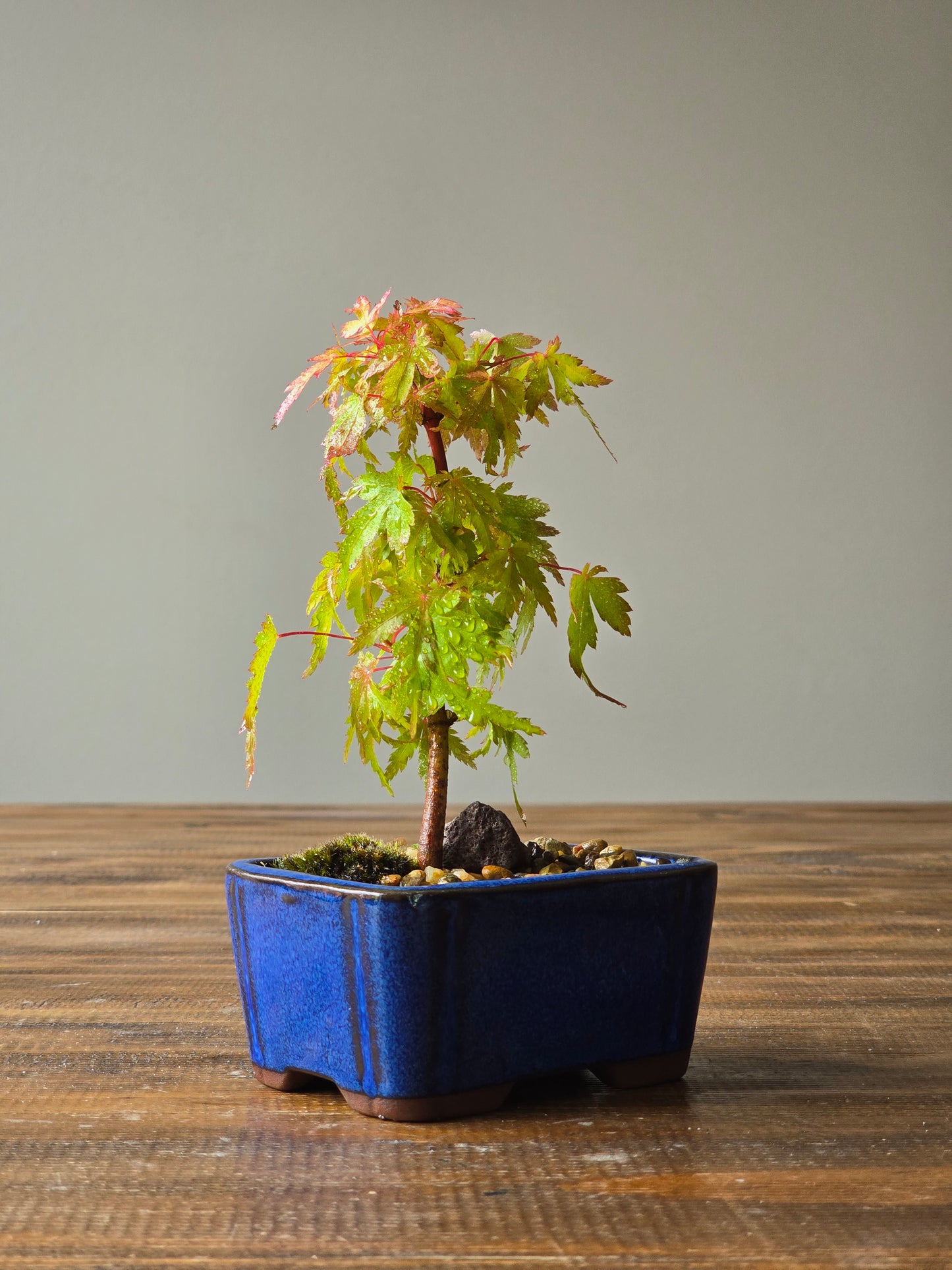 Mame Coral Bark Japanese Maple