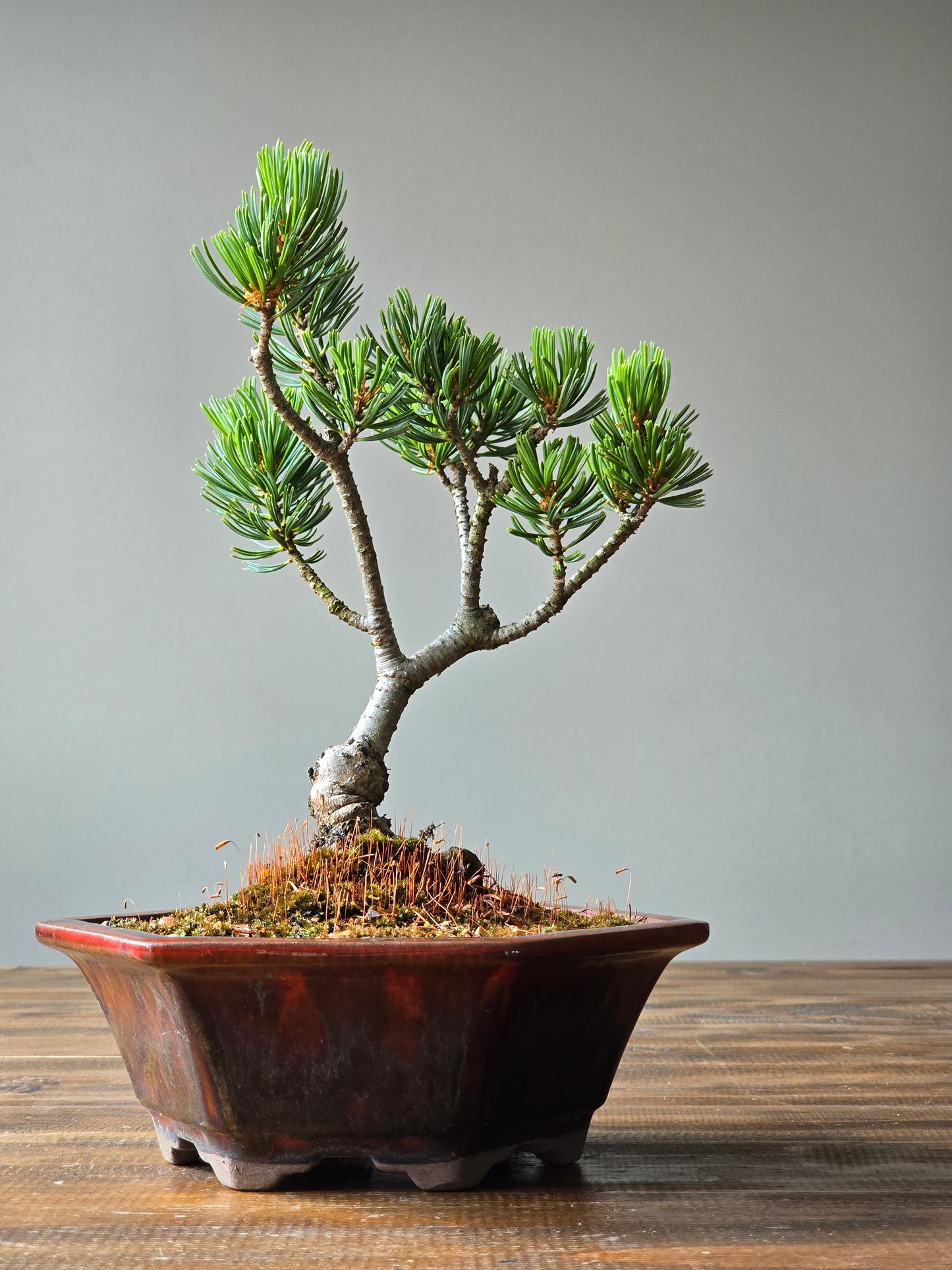 Japanese White Pine - FUKAI