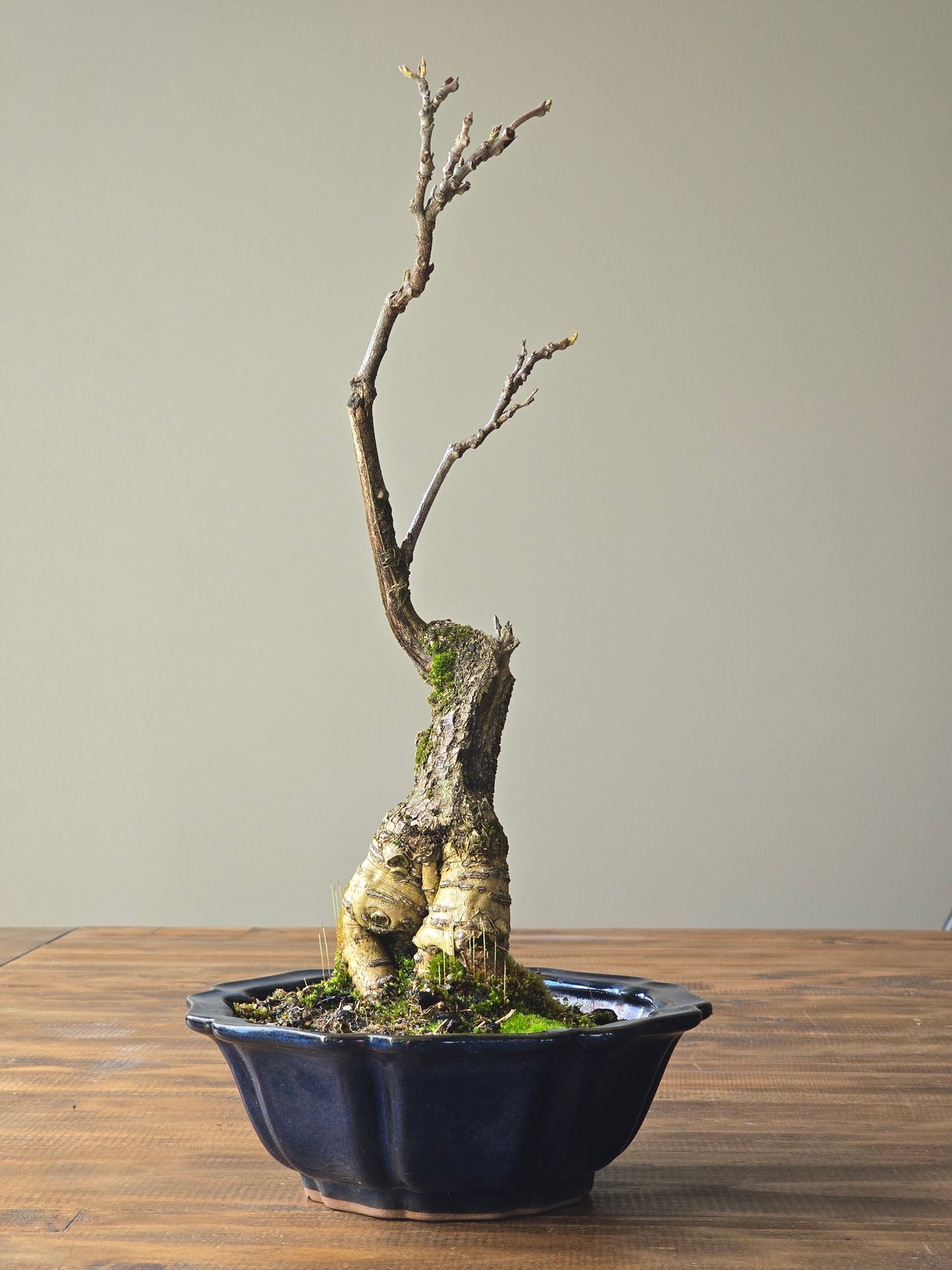 Japanese Wisteria - Violacea Plena ( Lay-by Available)