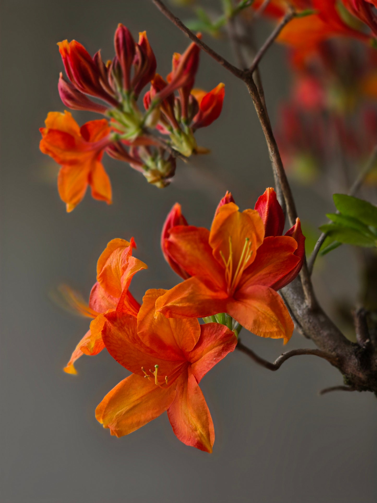 Large Azalea "GoldenEagle" (Pickup Only)