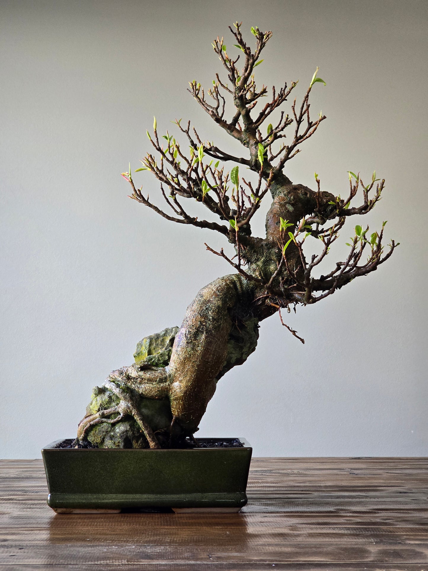 Root-Over-Rock Advanced Ficus Rubiginosa (Port Jackson Fig) Lay-by Available