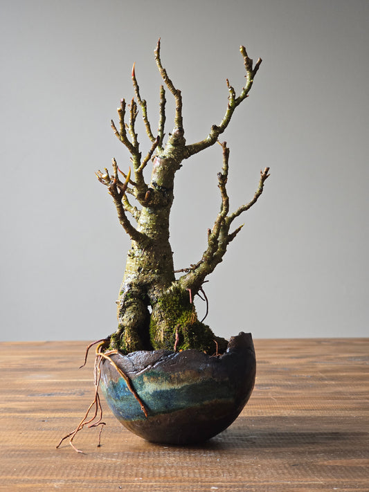 Advanced Ficus Rubiginosa (Port Jackson Fig) Bonsai in handmade pot