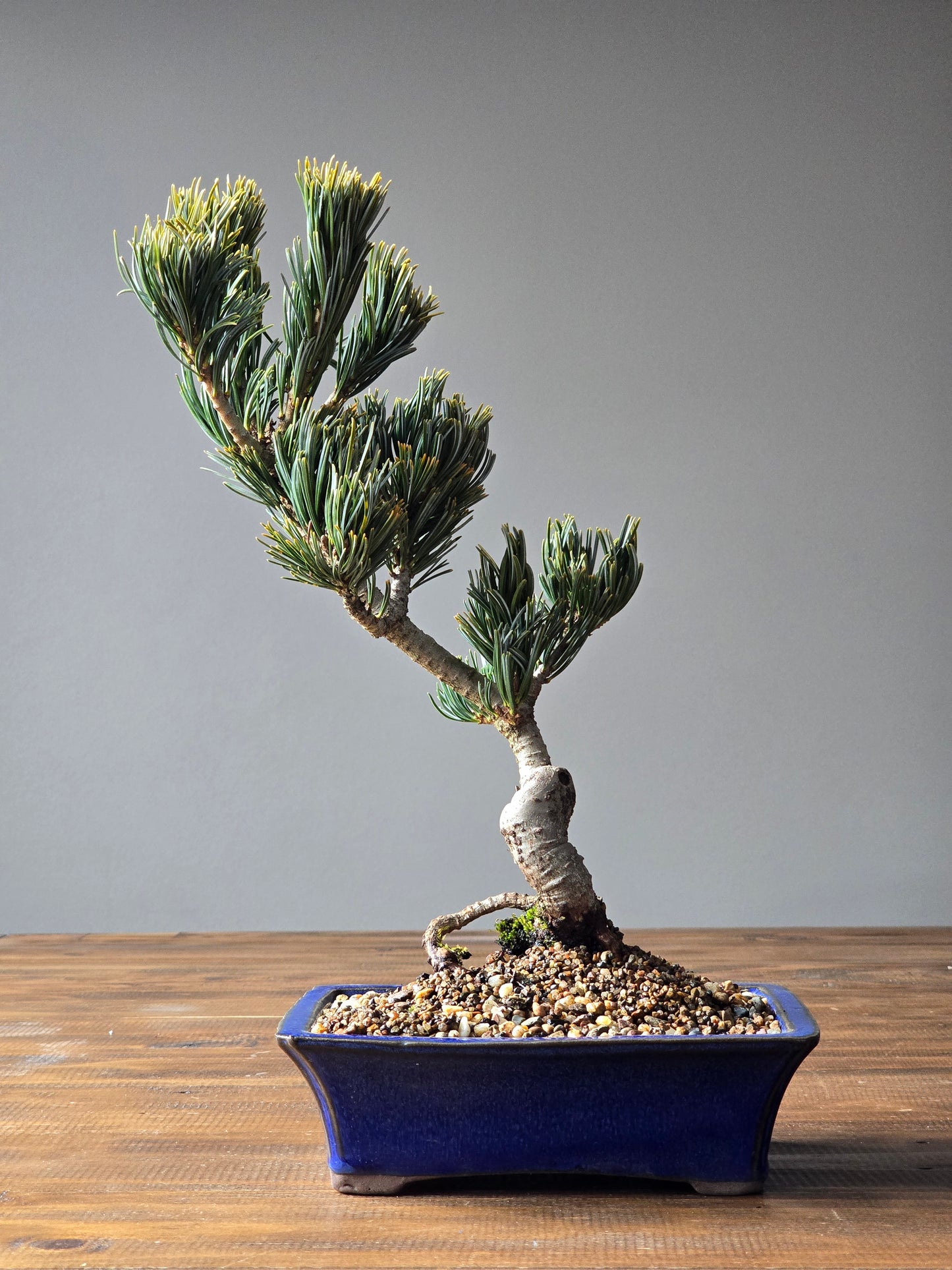 Japanese White Pine - FUKAI