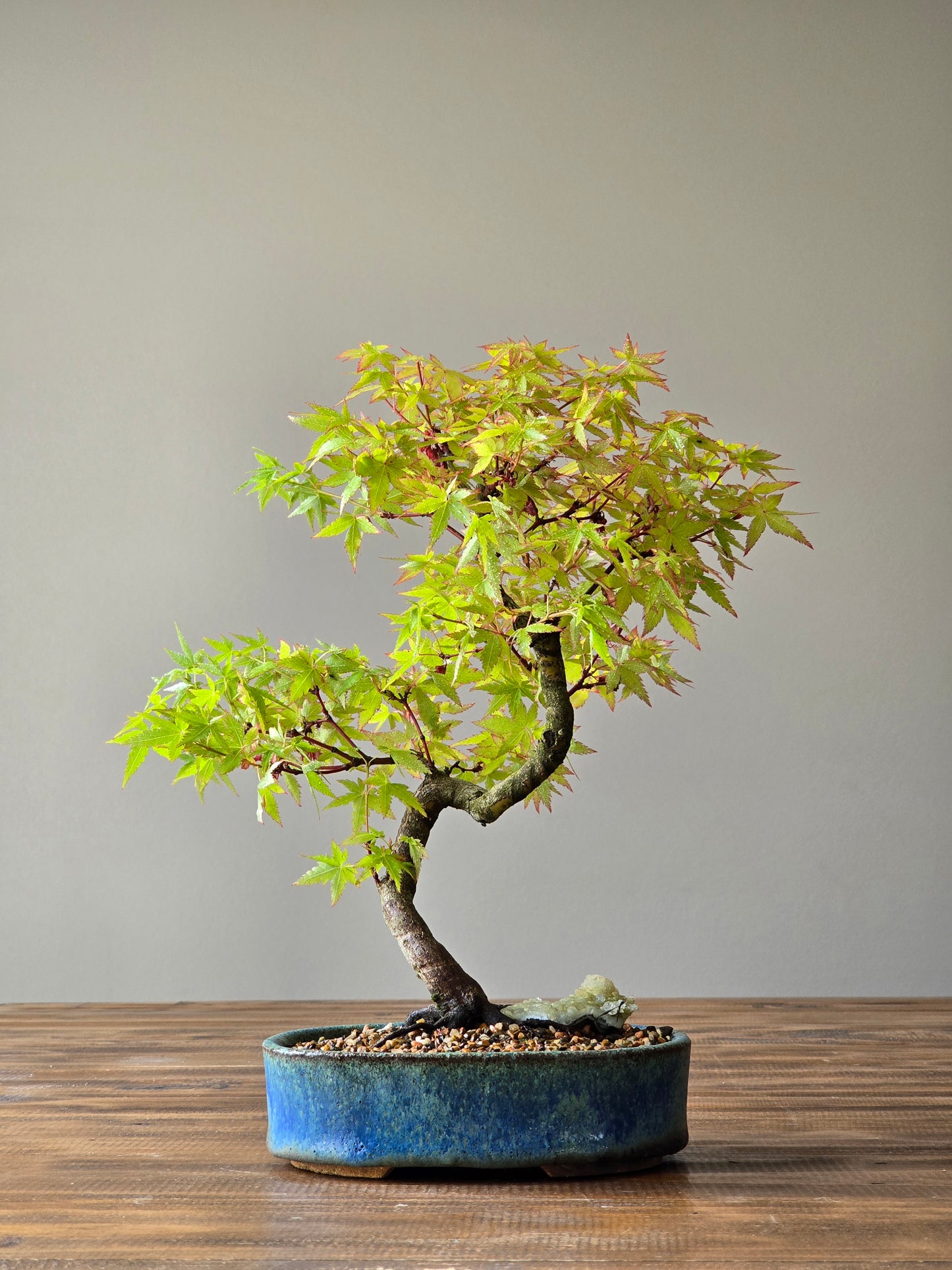 Coral Bark Japanese Maple with handmade pot