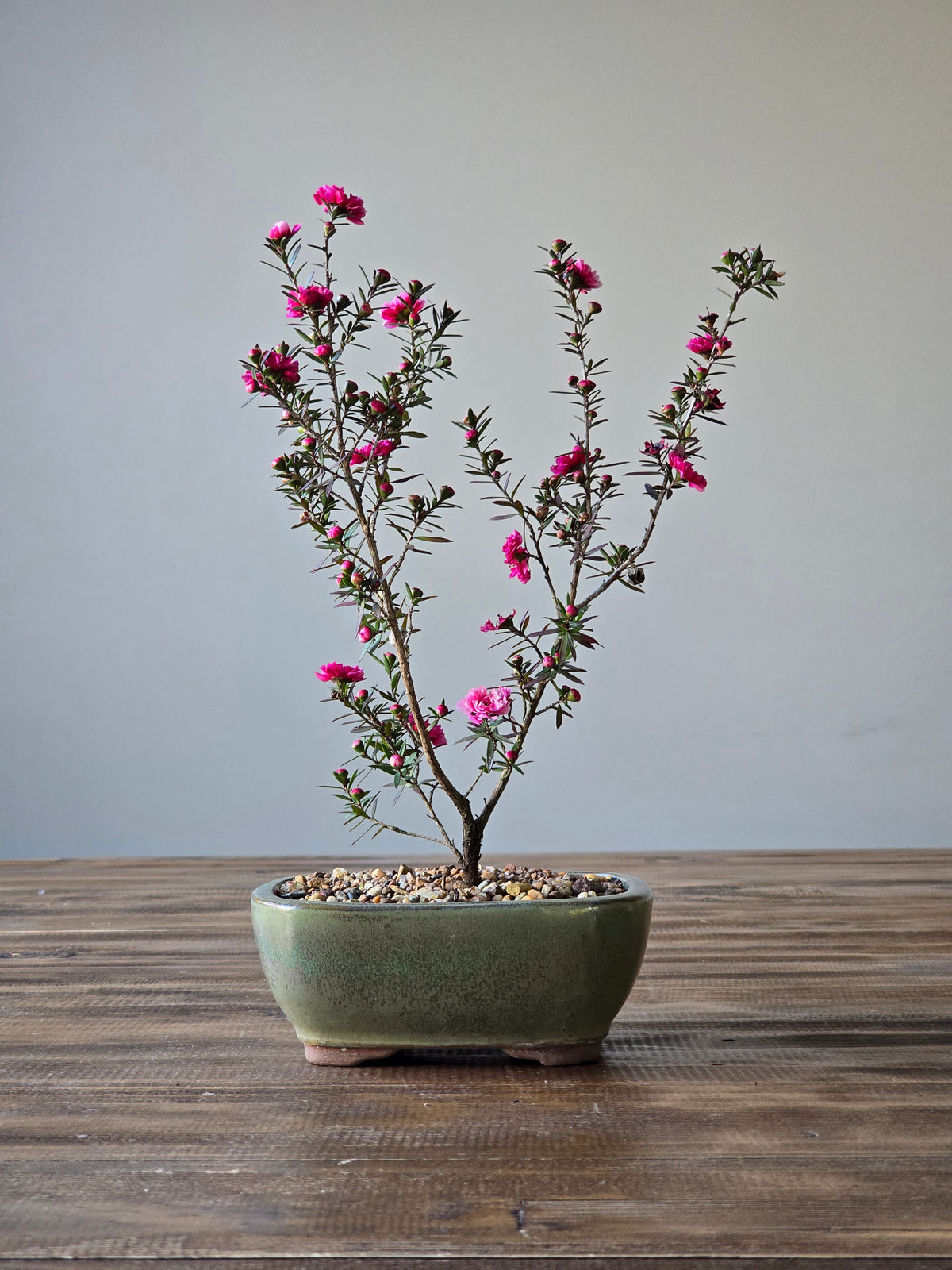 Tea Tree- Burgundy Queen