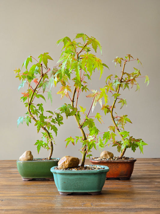Japanese Maple Bonsai