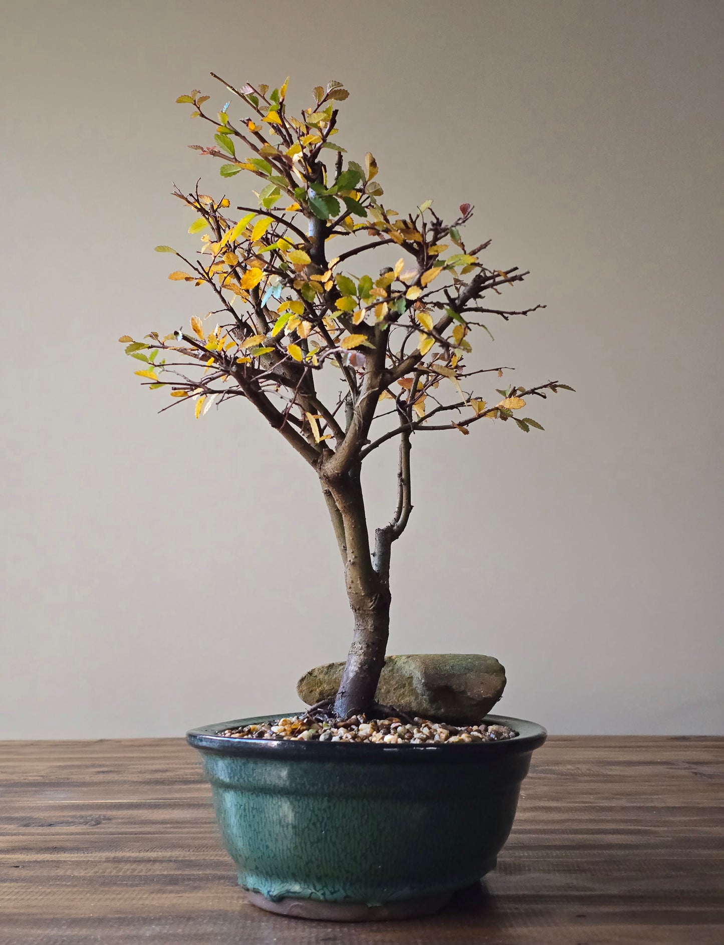 Large Chinese Elm Bonsai #01