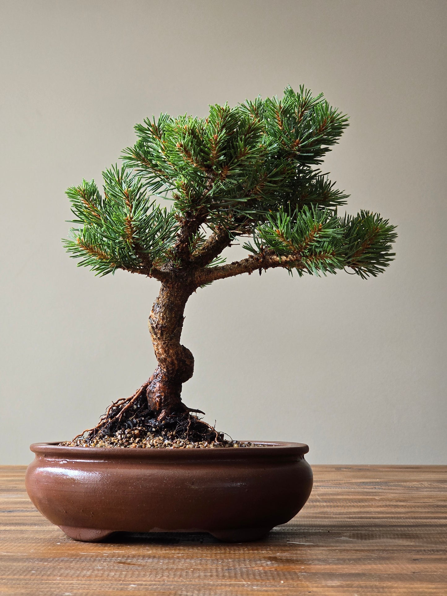 Pinus Sylvestris Saxatilis Bonsai