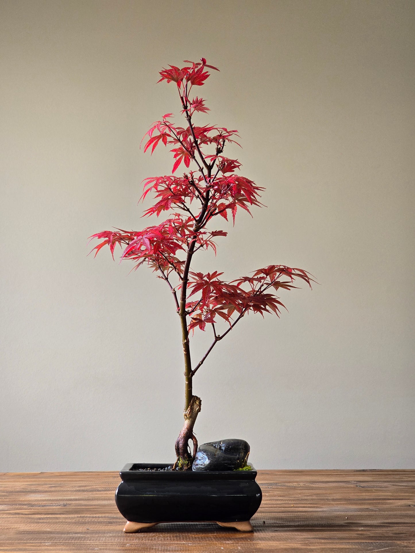 Skeeter's Broom Japanese Maple Bonsai