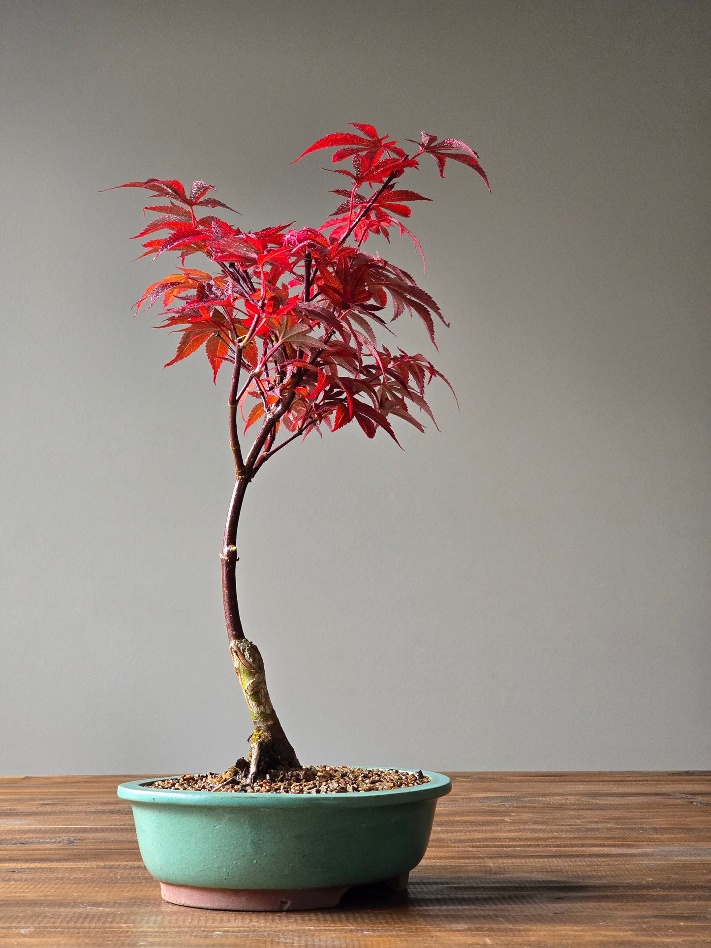 Skeeter's Broom Japanese Maple Bonsai