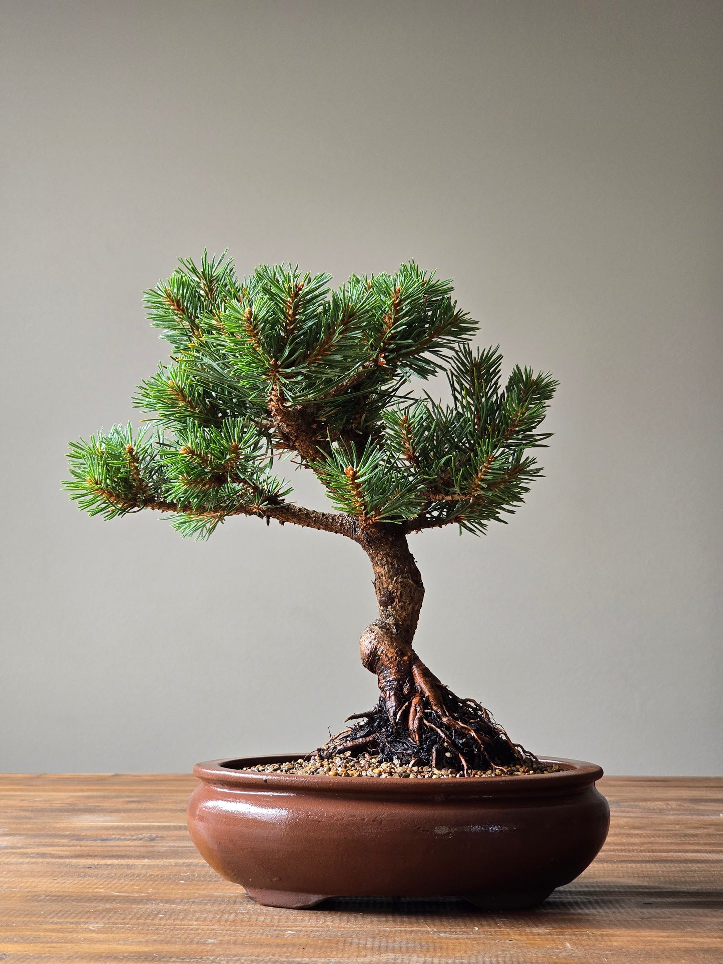 Pinus Sylvestris Saxatilis Bonsai