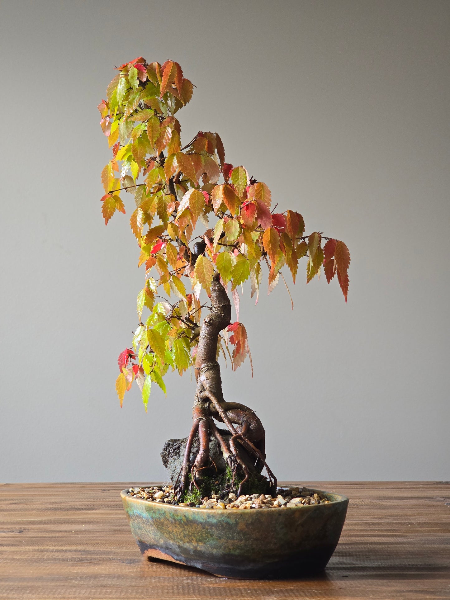 Root-Over-Rock Japanese Elm Bonsai, handmade pot