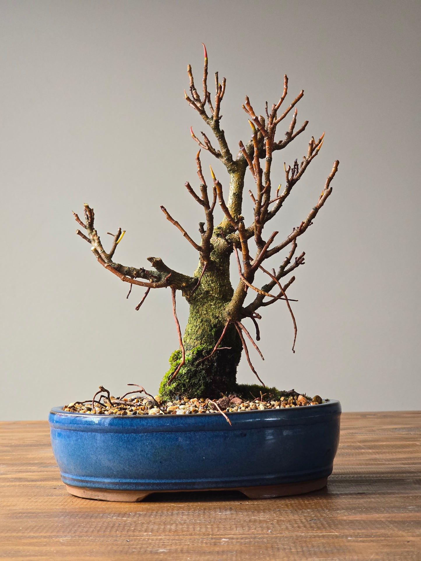 Ficus Rubiginosa (Port Jackson Fig)  Bonsai #001