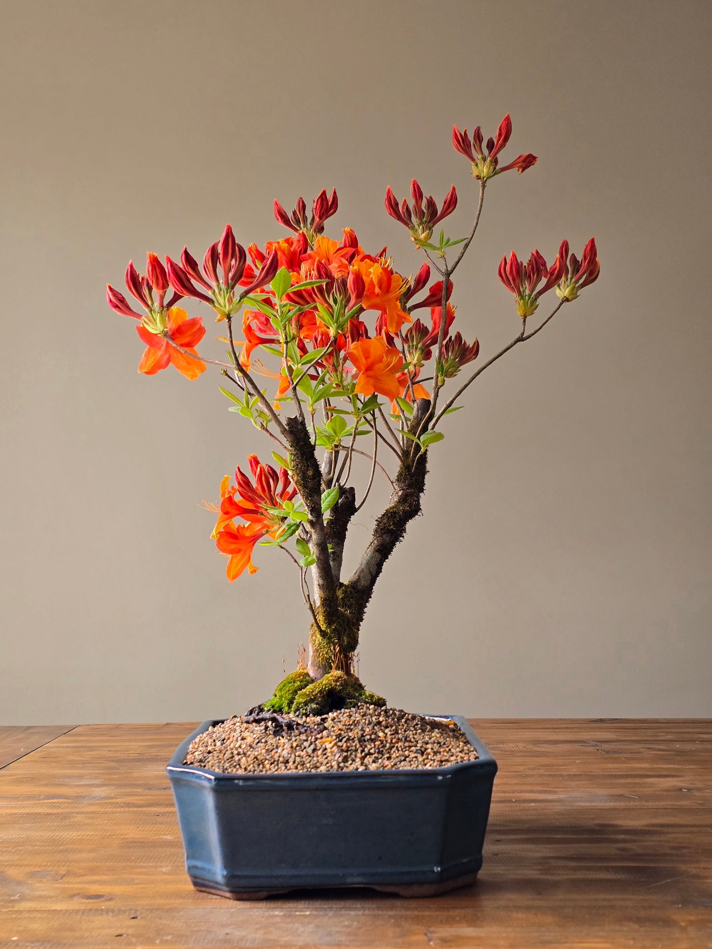 Large Azalea "GoldenEagle" (Pickup Only)