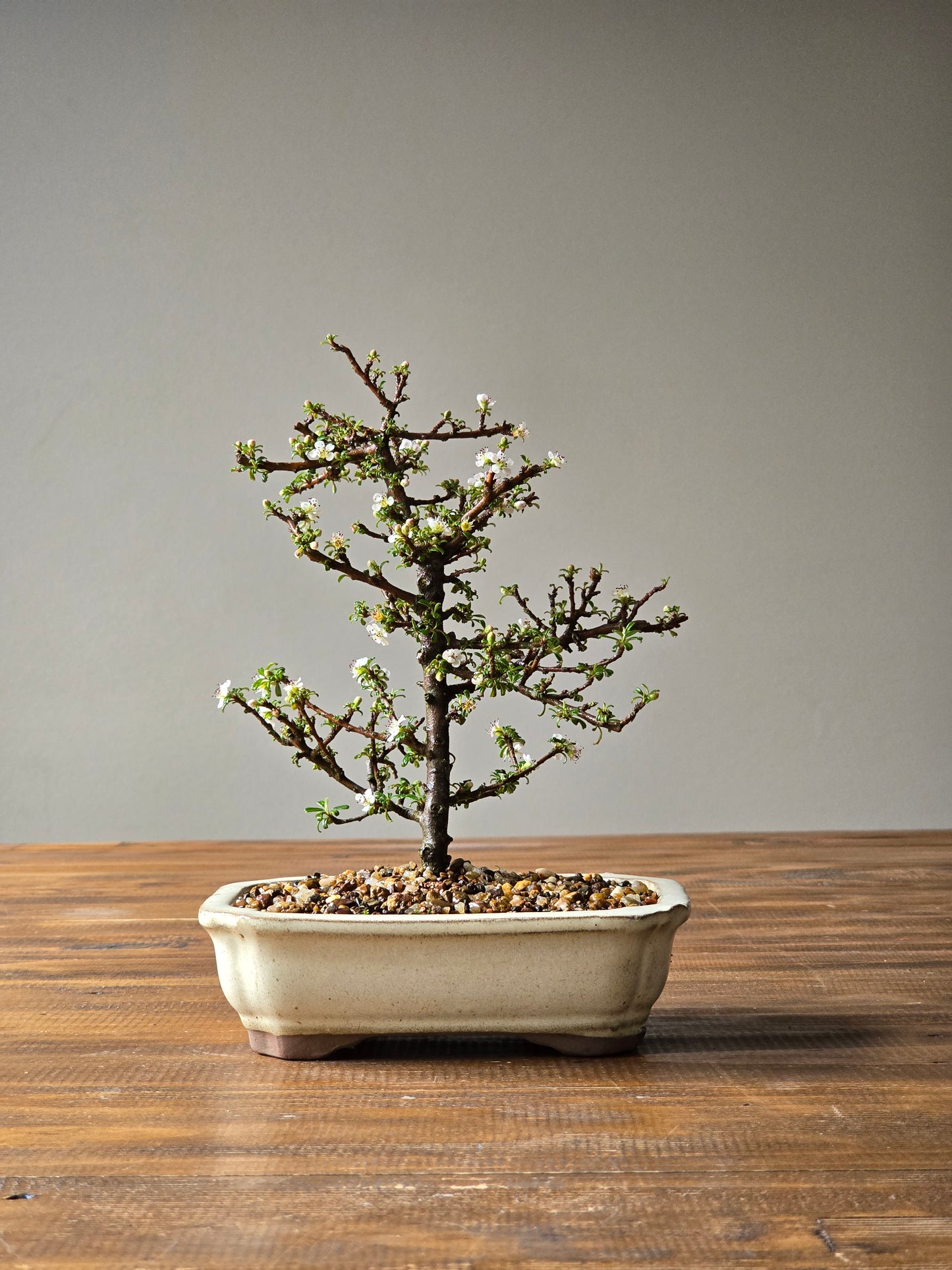 Cotoneaster Bonsai with Handmade pot