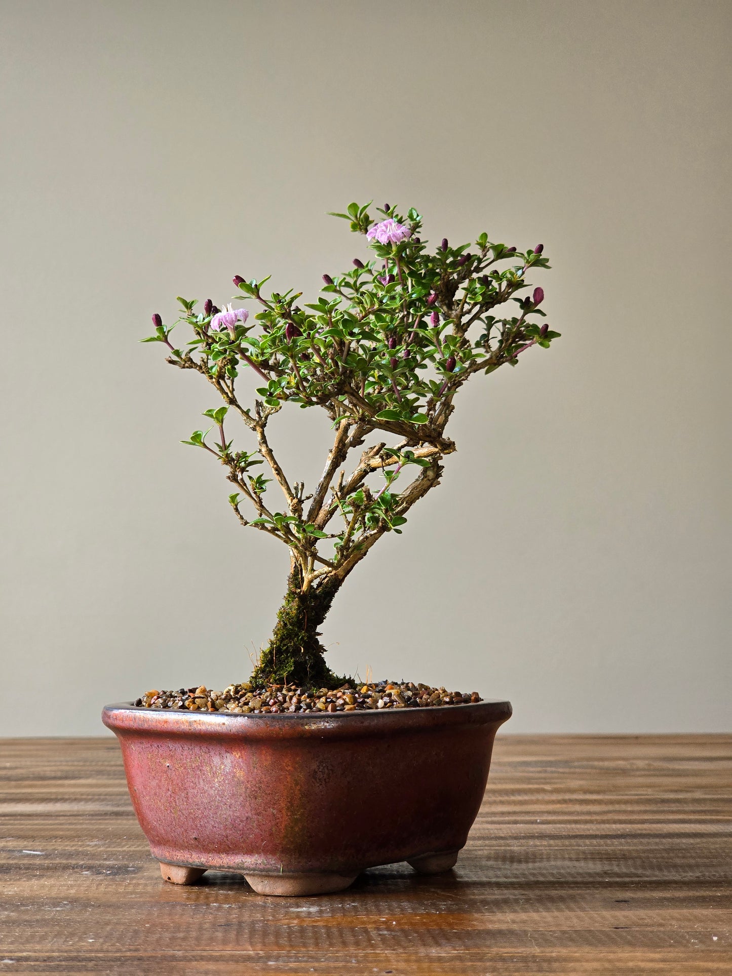Serissa Bonsai