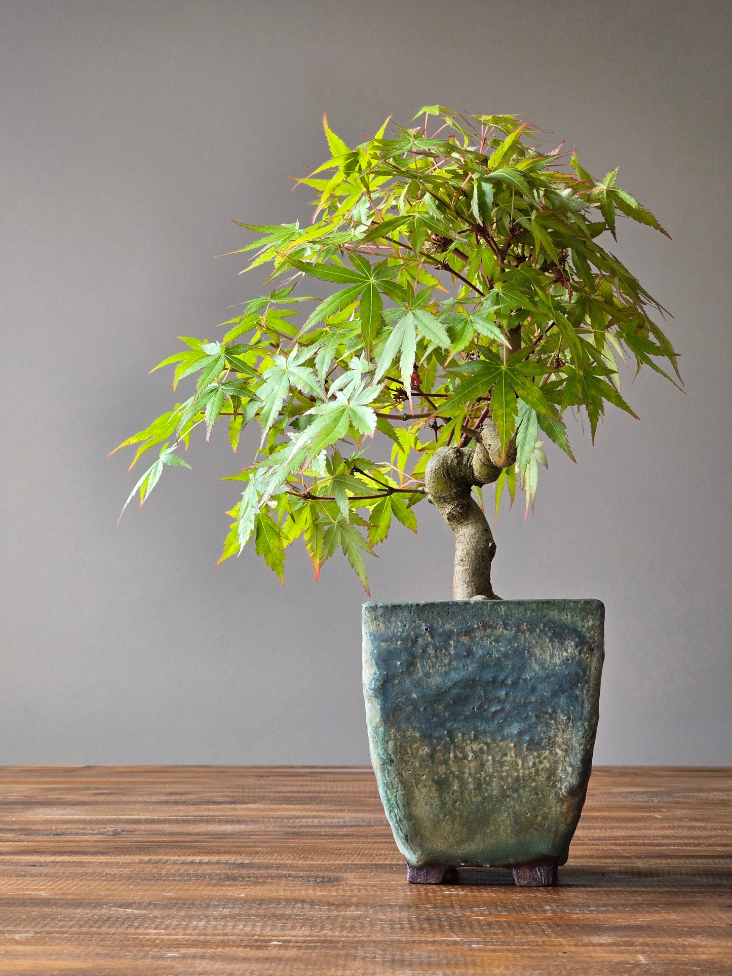 Semi Cascade Coral Bark Japanese Maple with handmade pot