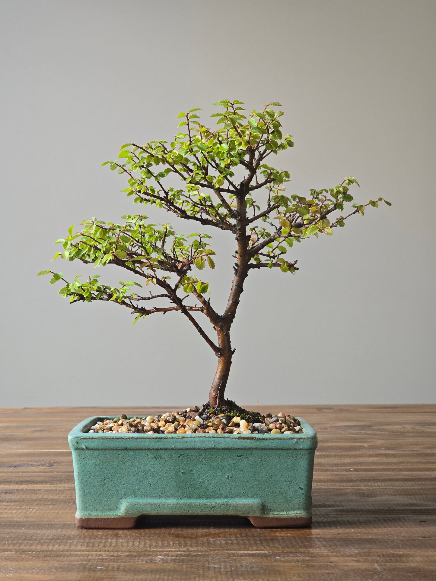 Chinese Elm Bonsai