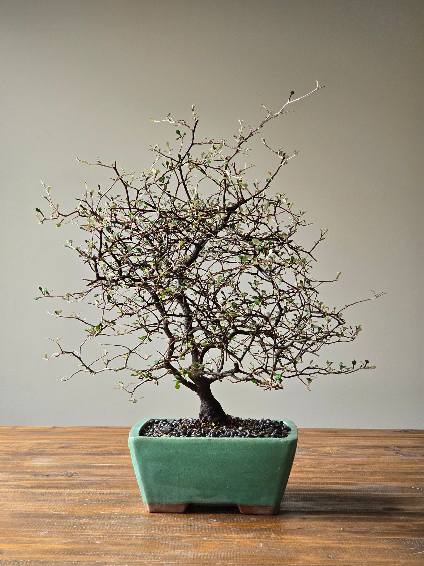 Large Corokia Bonsai