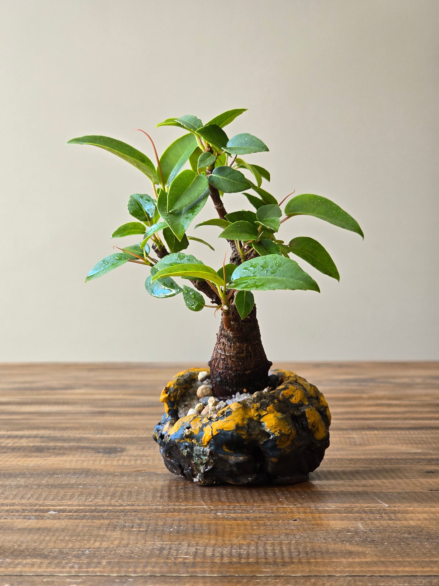 Mame Ficus Rubiginosa (Port Jackson Fig) Bonsai in handmade pot