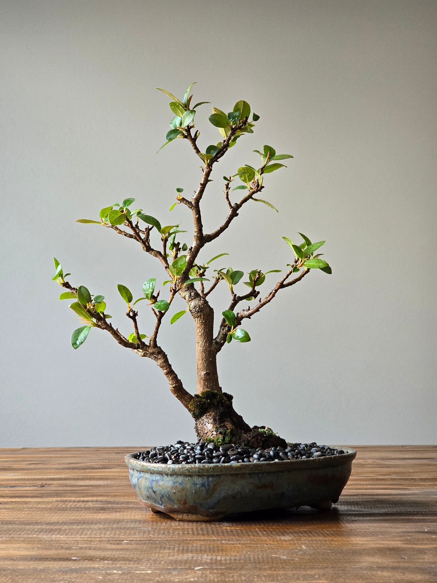 Advanced Ficus Rubiginosa (Port Jackson Fig) Bonsai in handmade pot