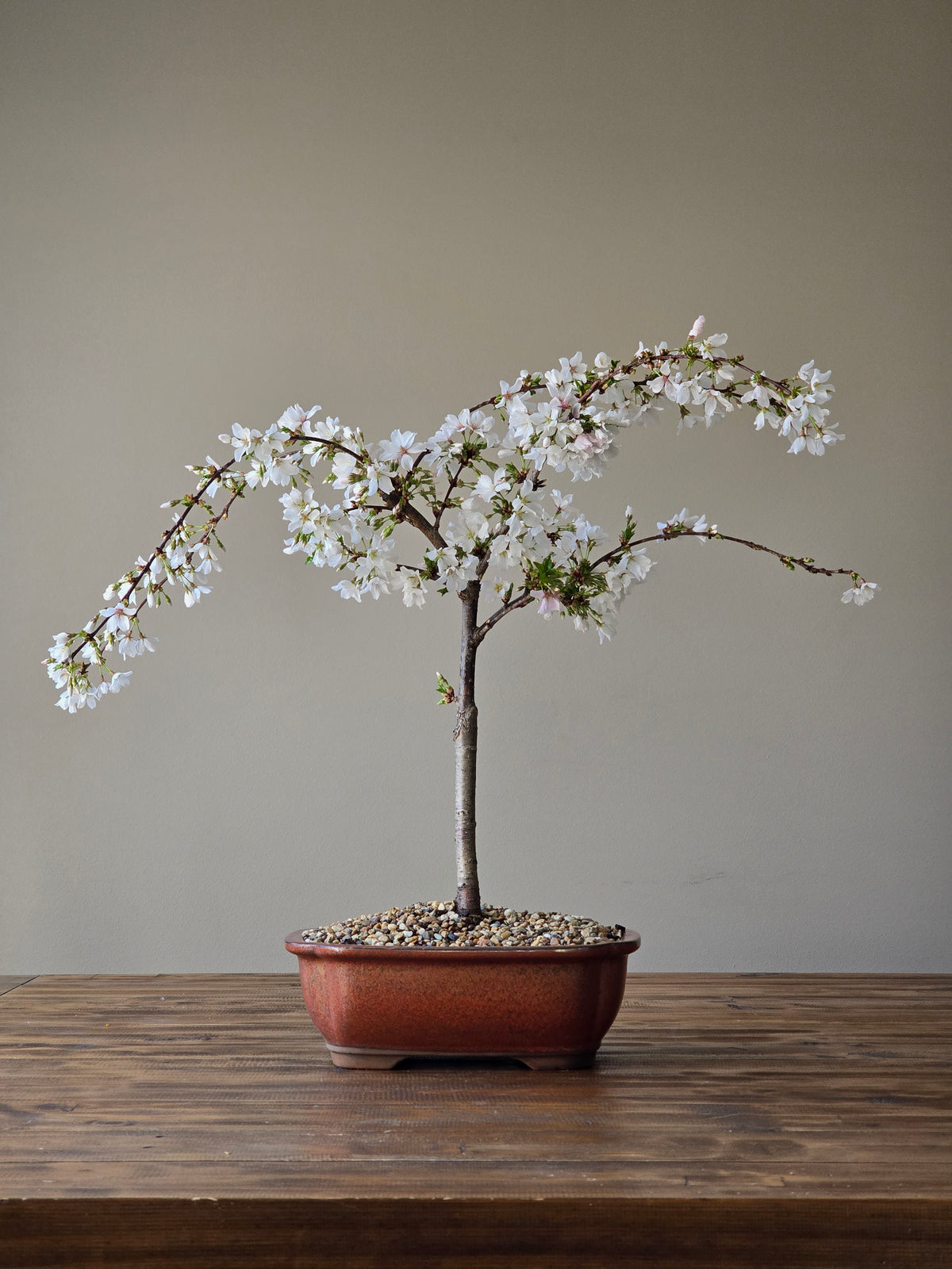 ‘Falling Snow’ Weeping Cherry Blossom Bonsai