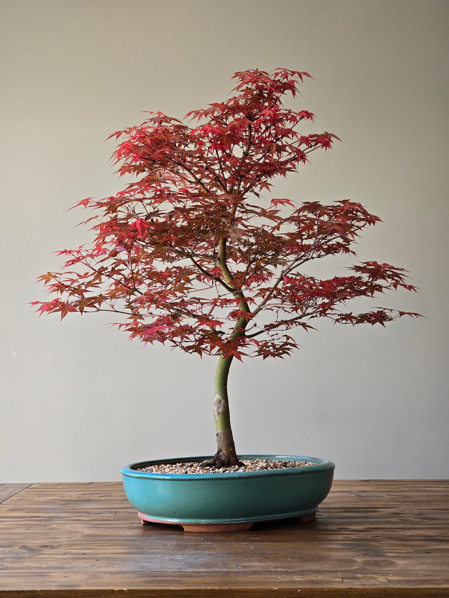 Large Shindeshojo (PICKUP ONLY, Layby Available)