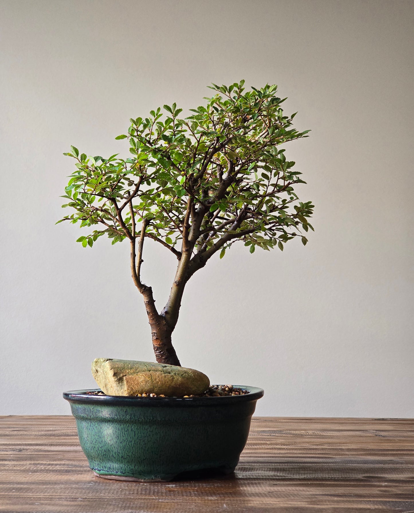 Large Chinese Elm Bonsai