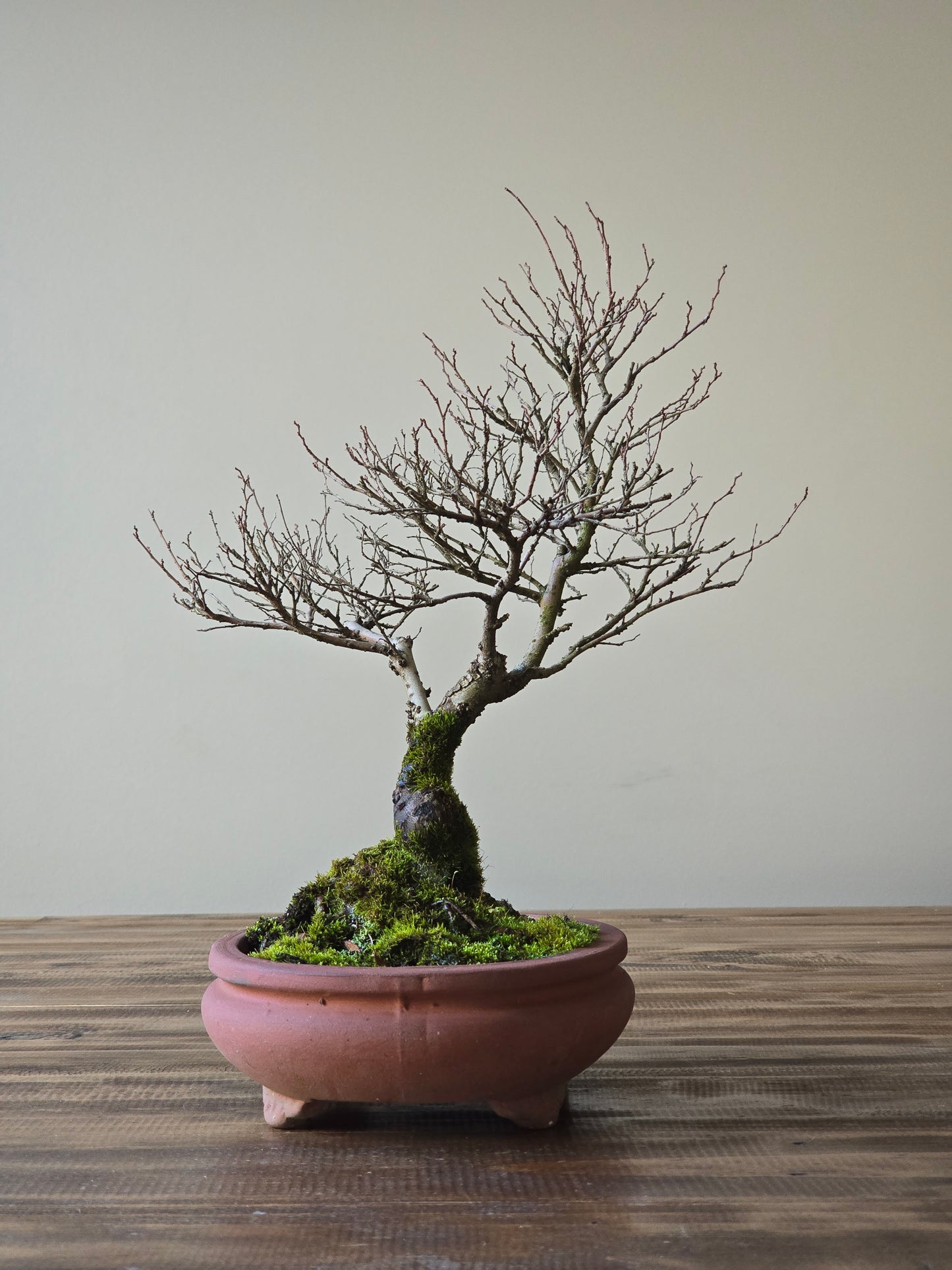 Chinese Elm Bonsai