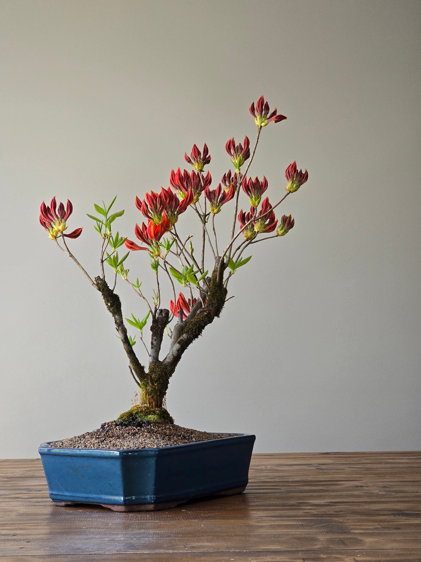 Large Azalea "GoldenEagle" (Pickup Only)