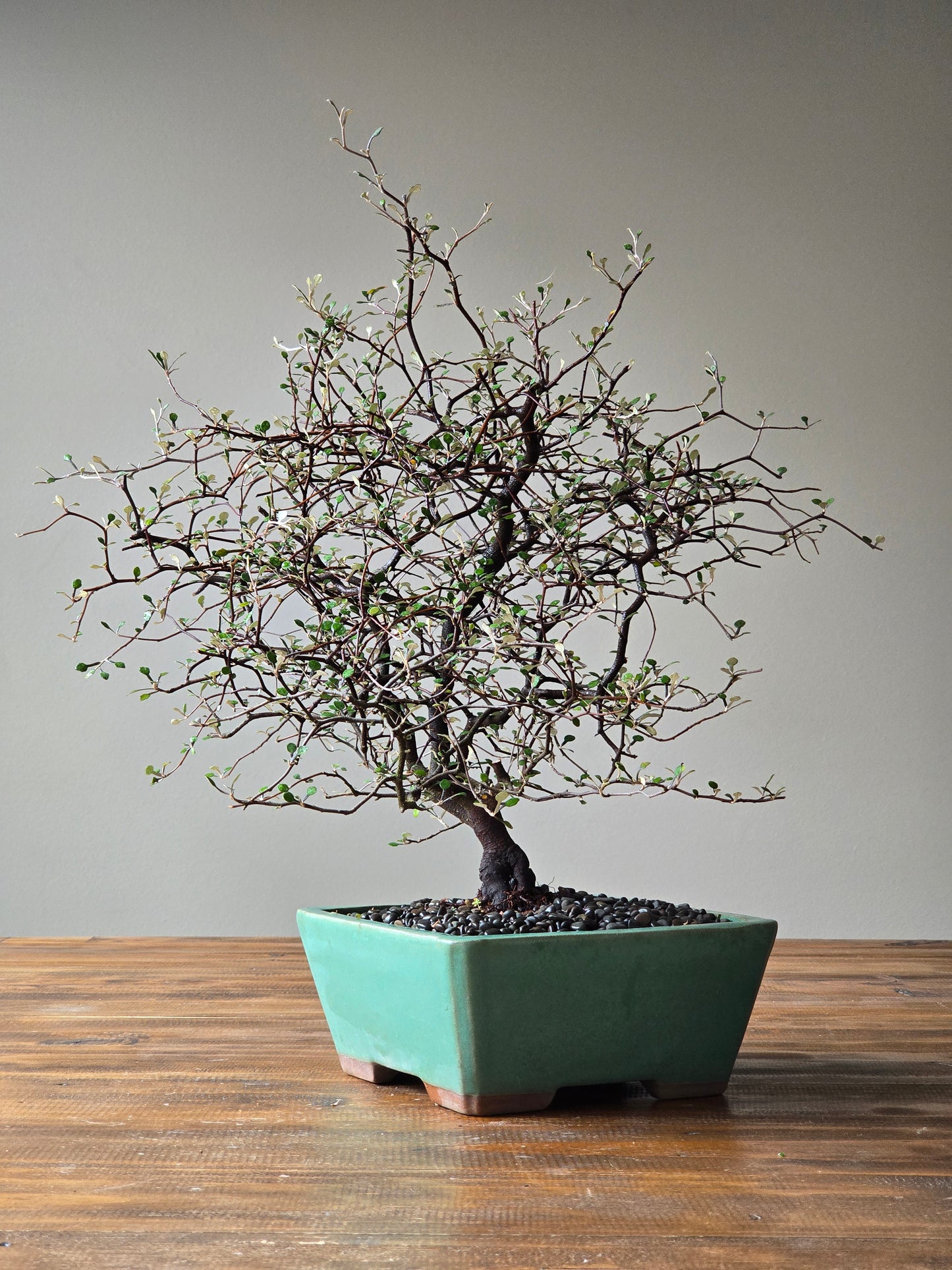 Large Corokia Bonsai