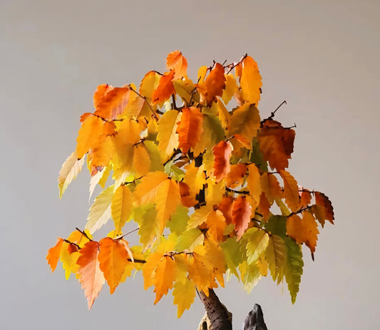 Japanese Elm Bonsai