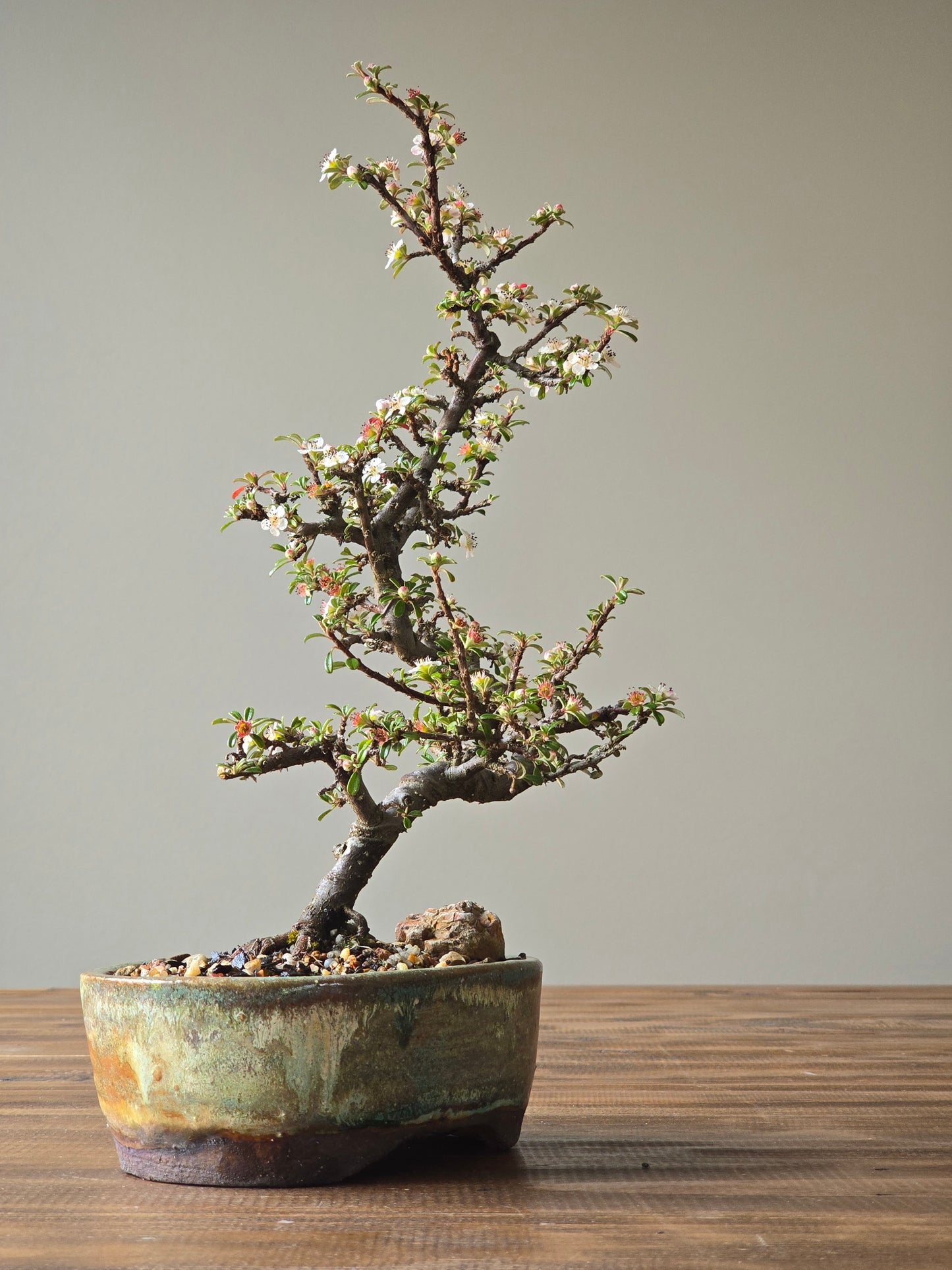 Cotoneaster Bonsai with Handmade pot