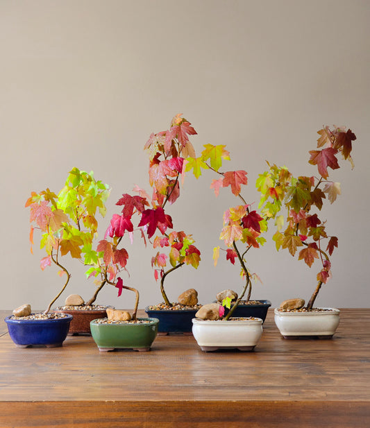 American Sweetgum Bonsai