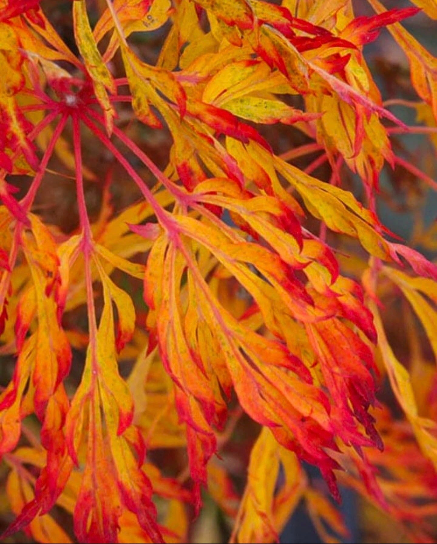 Large Acer Japonicum ‘Fairy Lights (PICKUP ONLY)