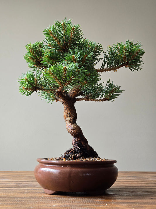 Pinus Sylvestris Saxatilis Bonsai