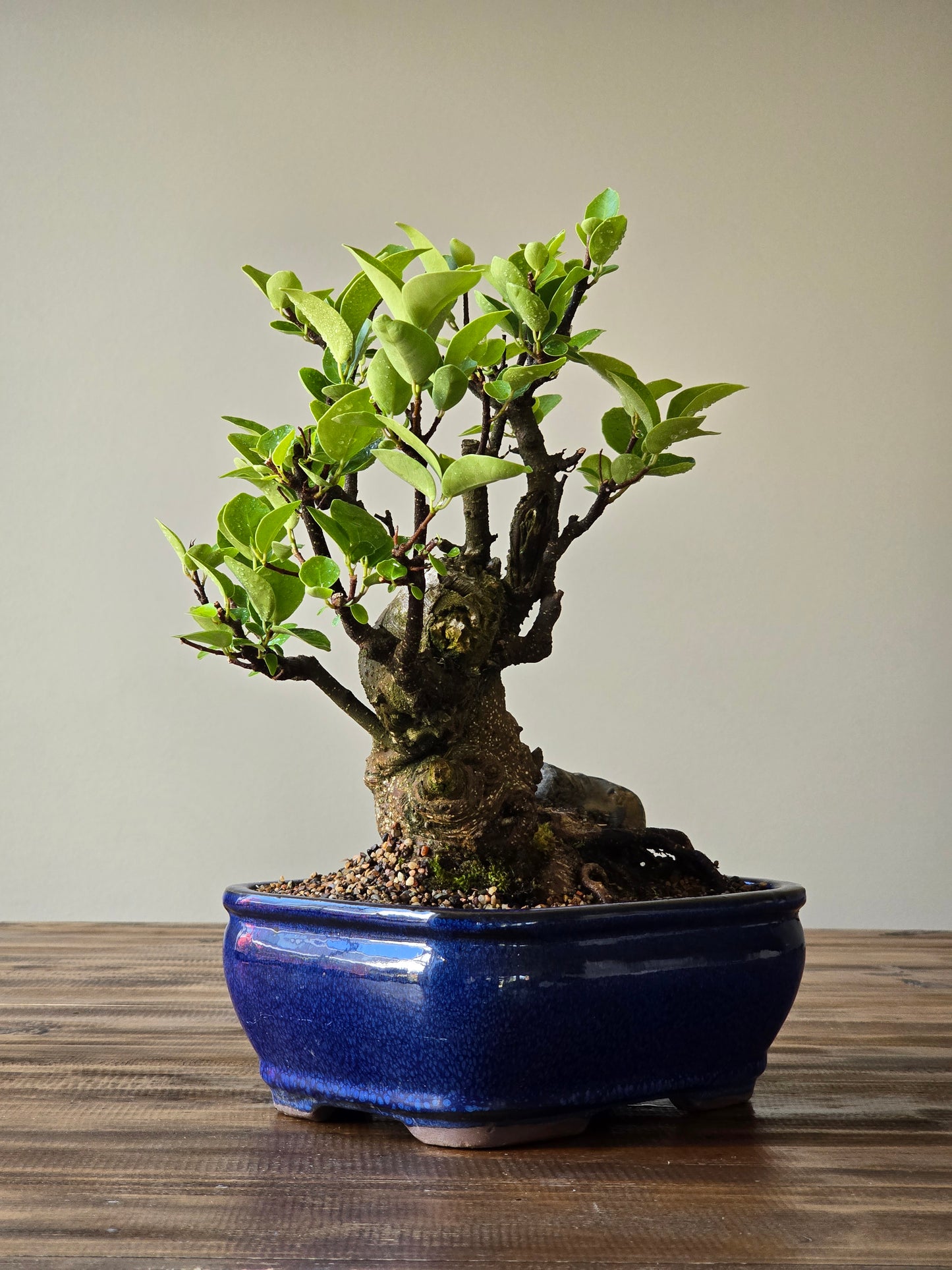 Advanced Tiger Bark Ficus (Rare)