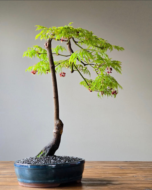 Large Acer Japonicum ‘Fairy Lights (PICKUP ONLY)
