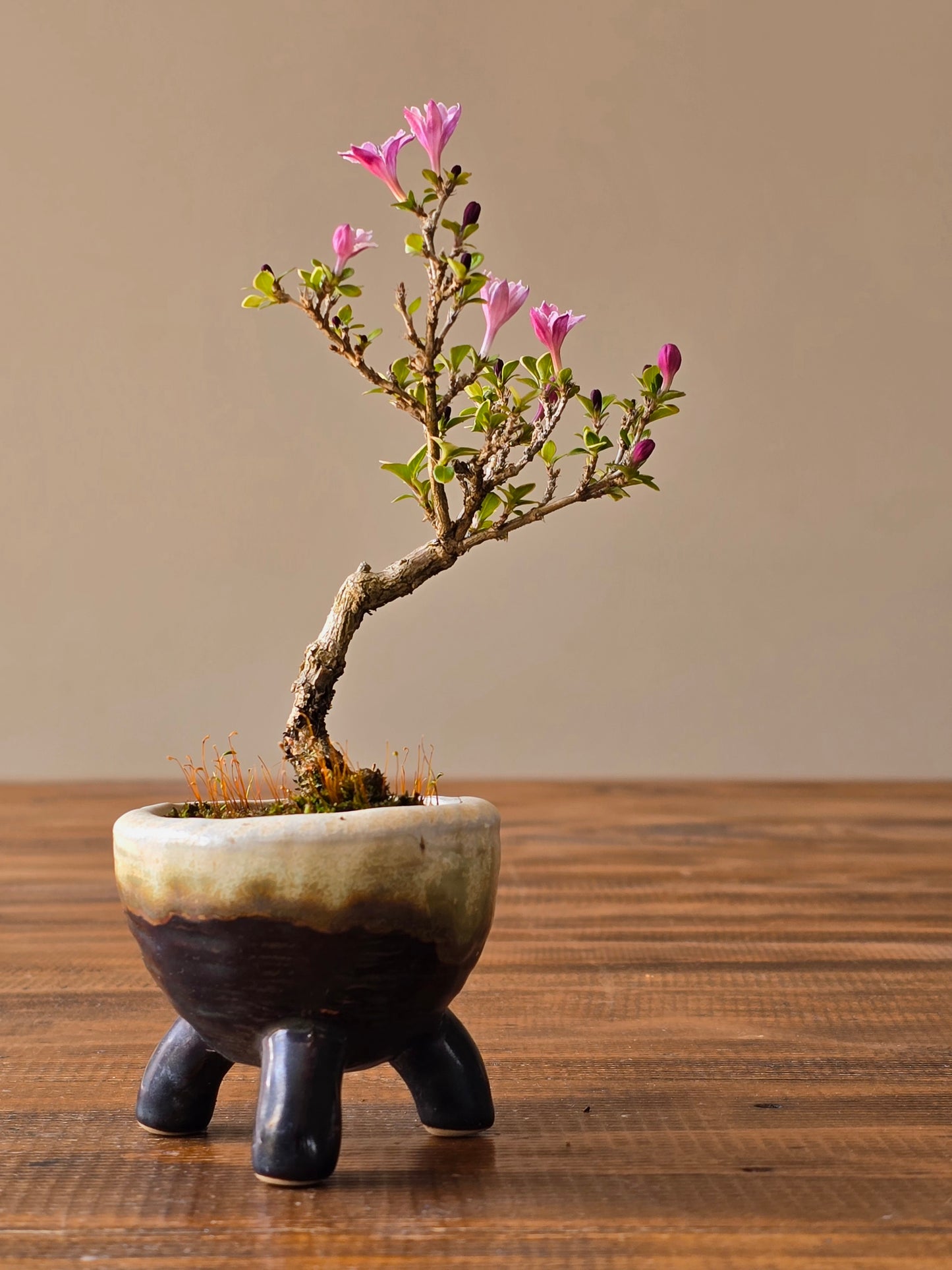 Mame Serissa Bonsai
