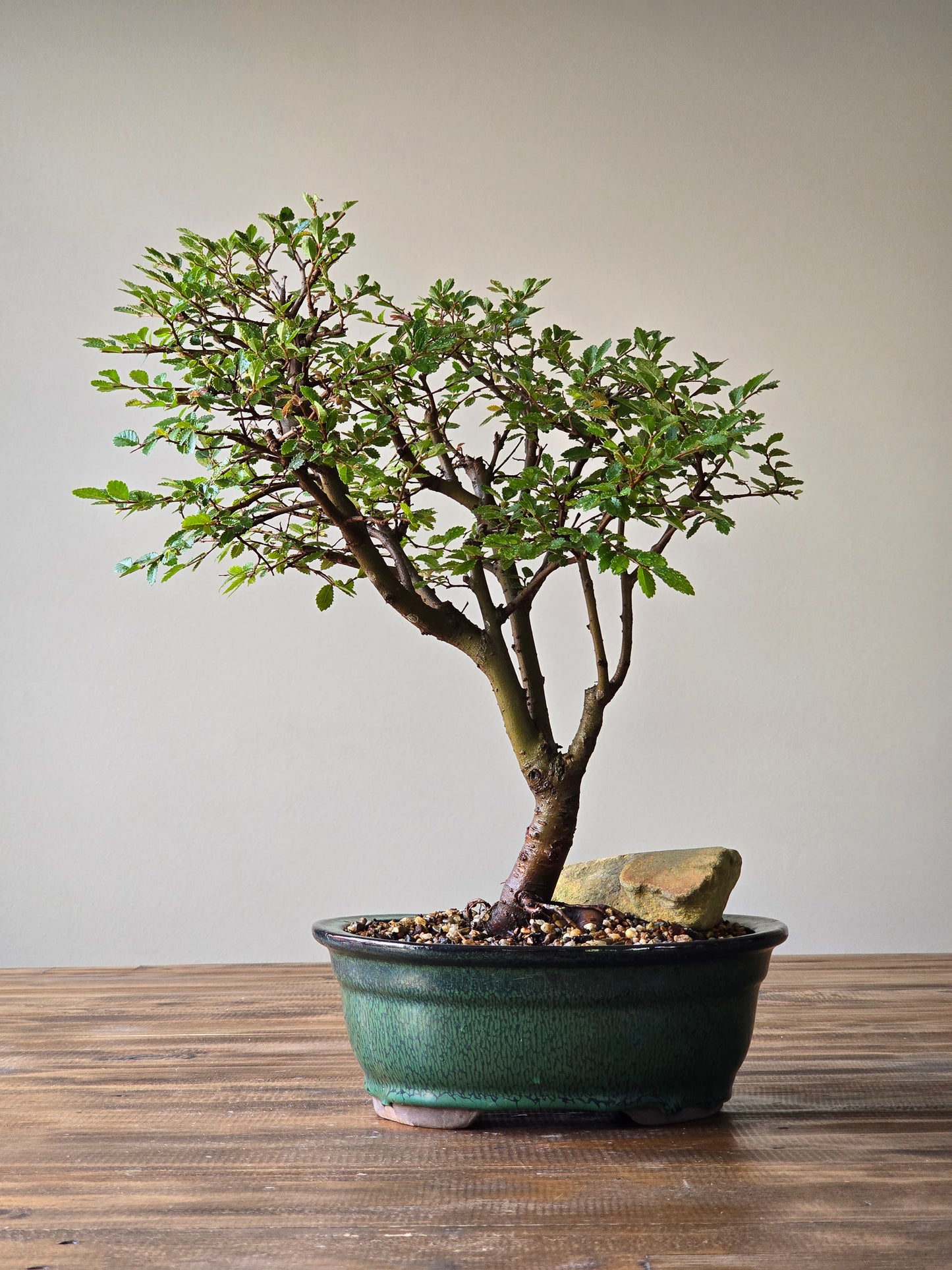 Large Chinese Elm Bonsai