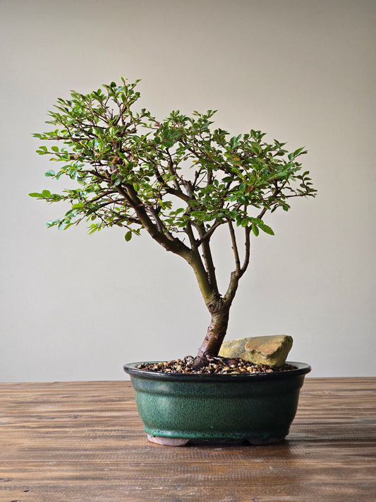 Large Chinese Elm Bonsai