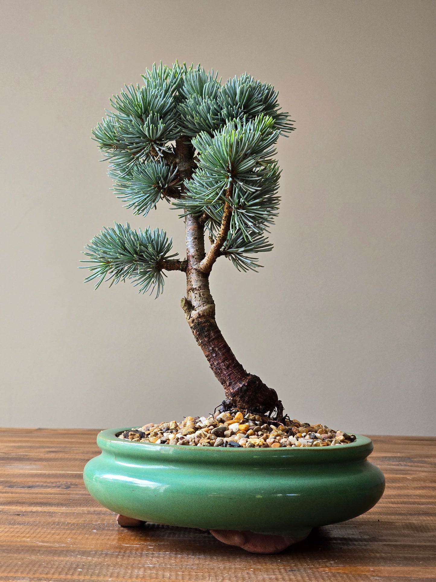 Atlantic Blue Cedar Bonsai