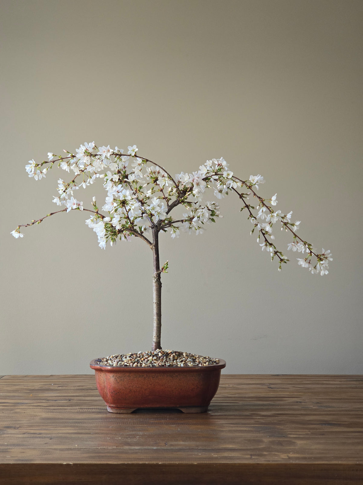 ‘Falling Snow’ Weeping Cherry Blossom Bonsai