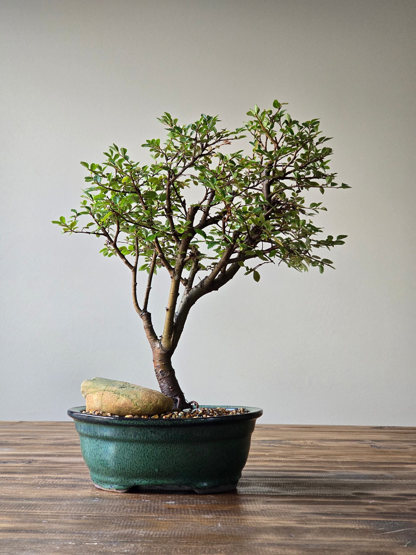 Large Chinese Elm Bonsai